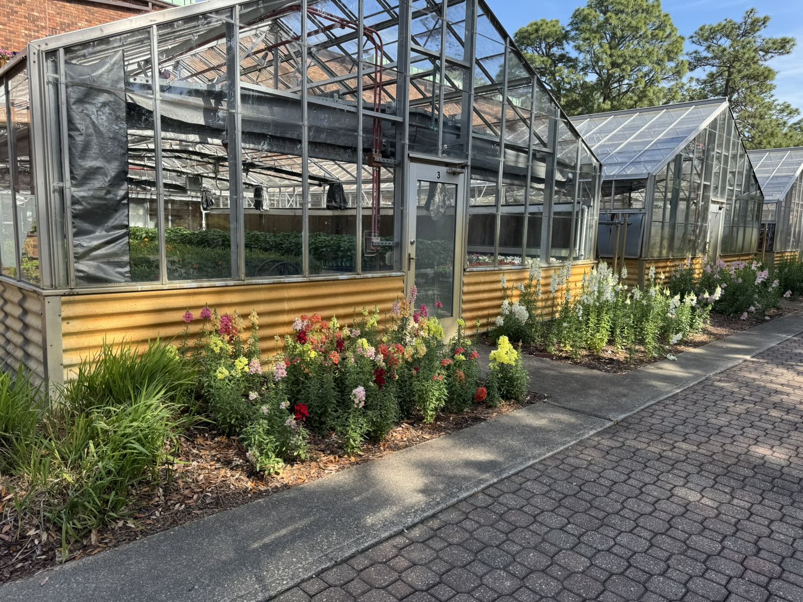 Flower beds along the greenhouse