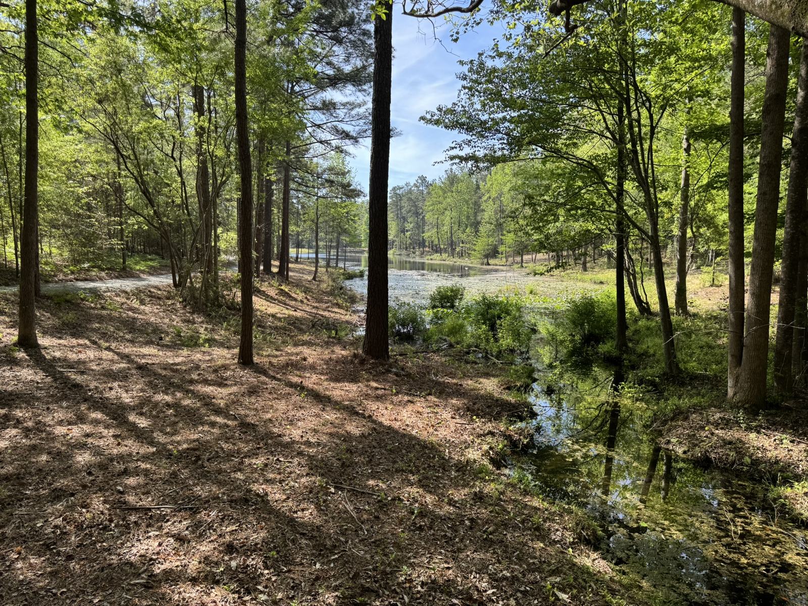 Pine woods opening onto a quiet pond on the farm